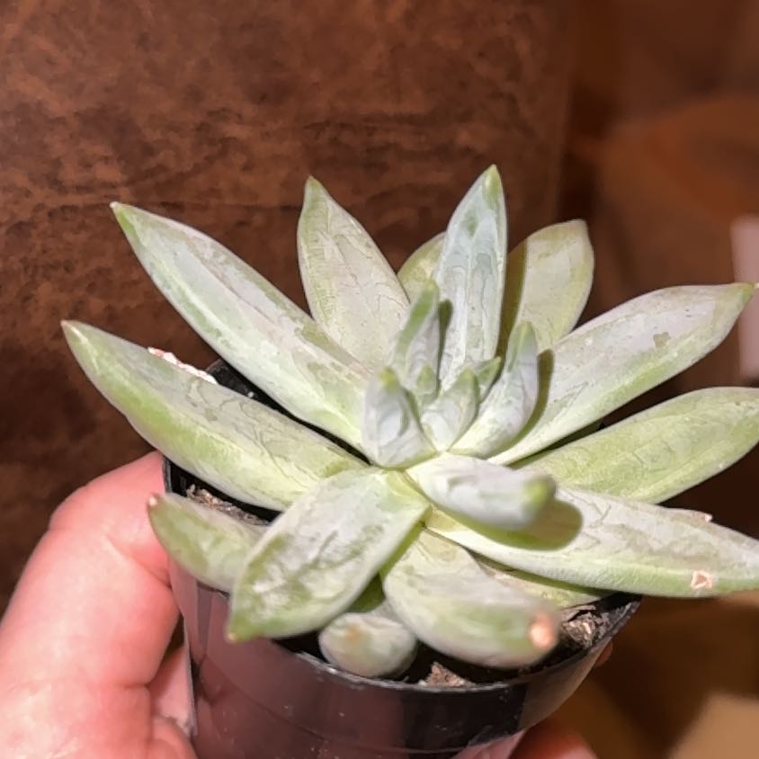 Photo of the plant species Pachyveria Little Jewel by @SageWildrice60 named Xena on Greg, the plant care app