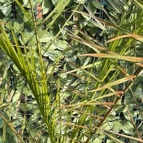 Photo of the plant species Canary Island Date Palm by @BigQuincula69 named Naomi on Greg, the plant care app