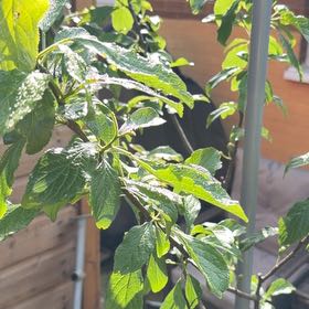 Photo of the plant species Greengage by @BigQuincula69 named Nithin on Greg, the plant care app
