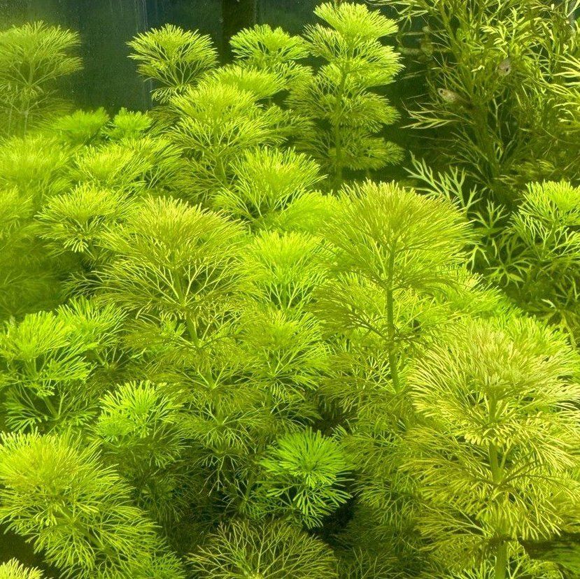 Photo of the plant species Thai Basil by @YernBlueoak22 named Nemo on Greg, the plant care app