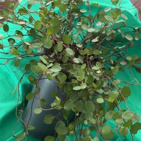 Photo of the plant species Sprawling Wirevine by @SanguineSalsa10 named Darwin on Greg, the plant care app