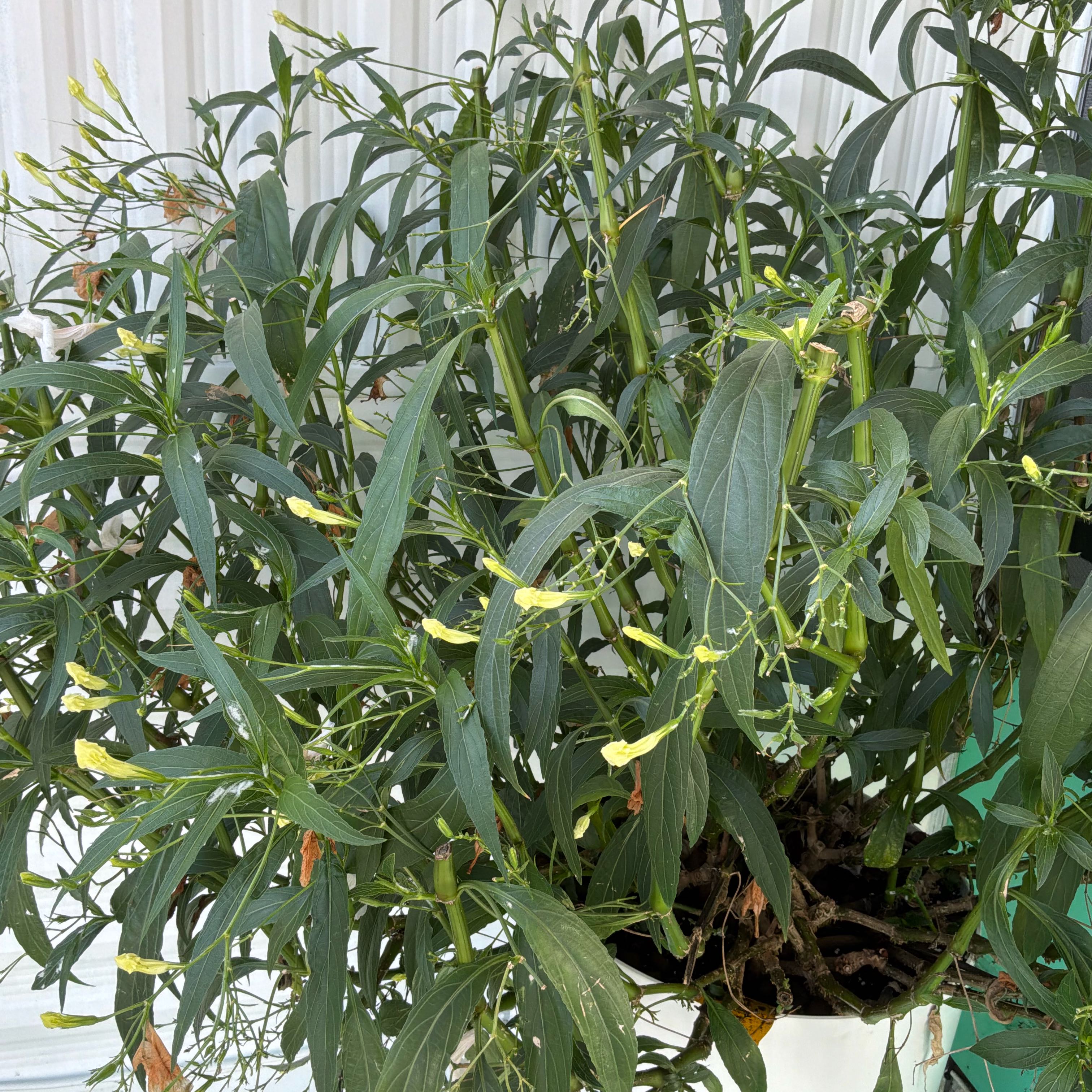 Photo of the plant species Mexican Bluebell by @SanguineSalsa10 named Elle on Greg, the plant care app