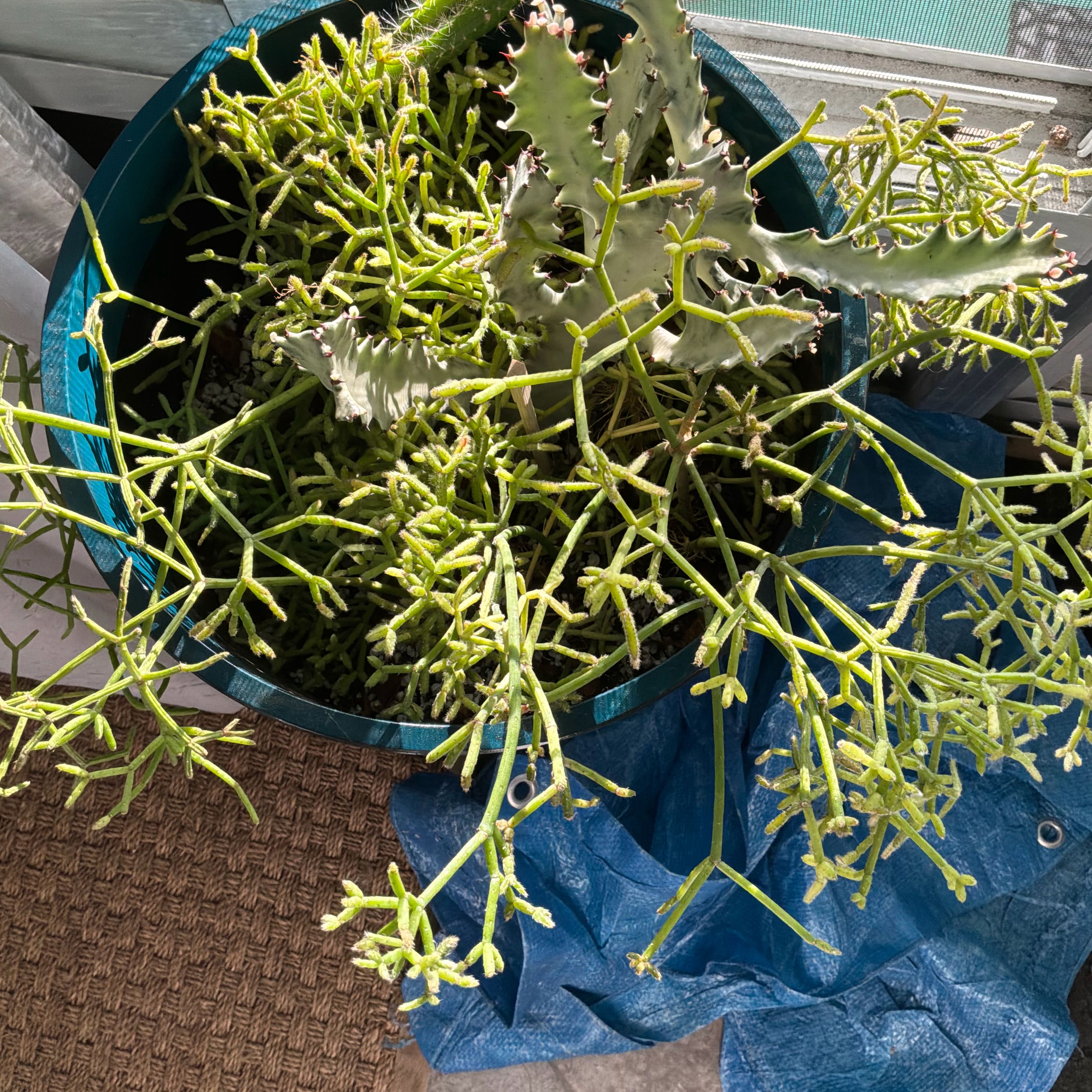 Photo of the plant species Rhipsalis baccifera by @SanguineSalsa10 named Ulysses S Plant on Greg, the plant care app