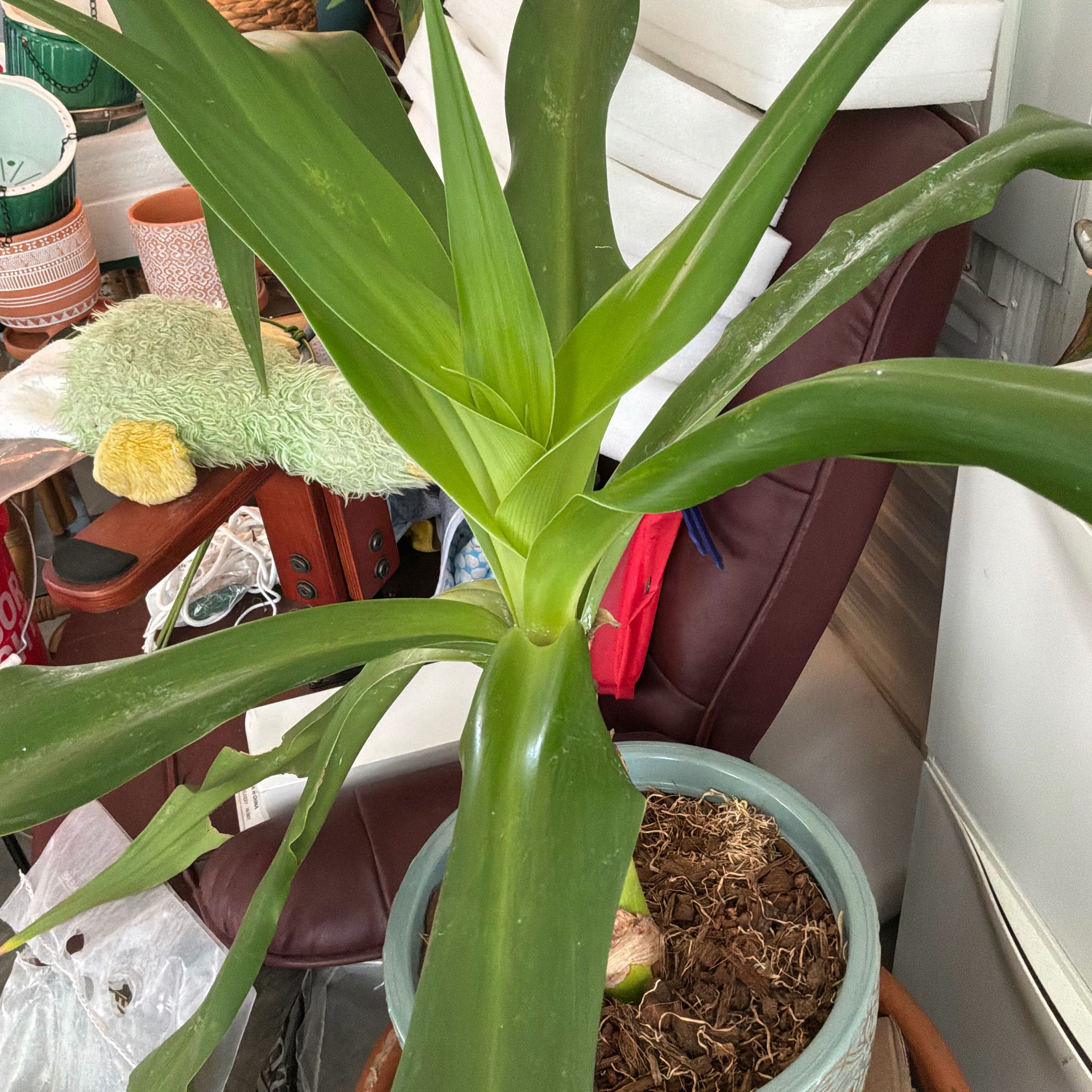 Photo of the plant species Poisonbulb by @SanguineSalsa10 named Dolores on Greg, the plant care app