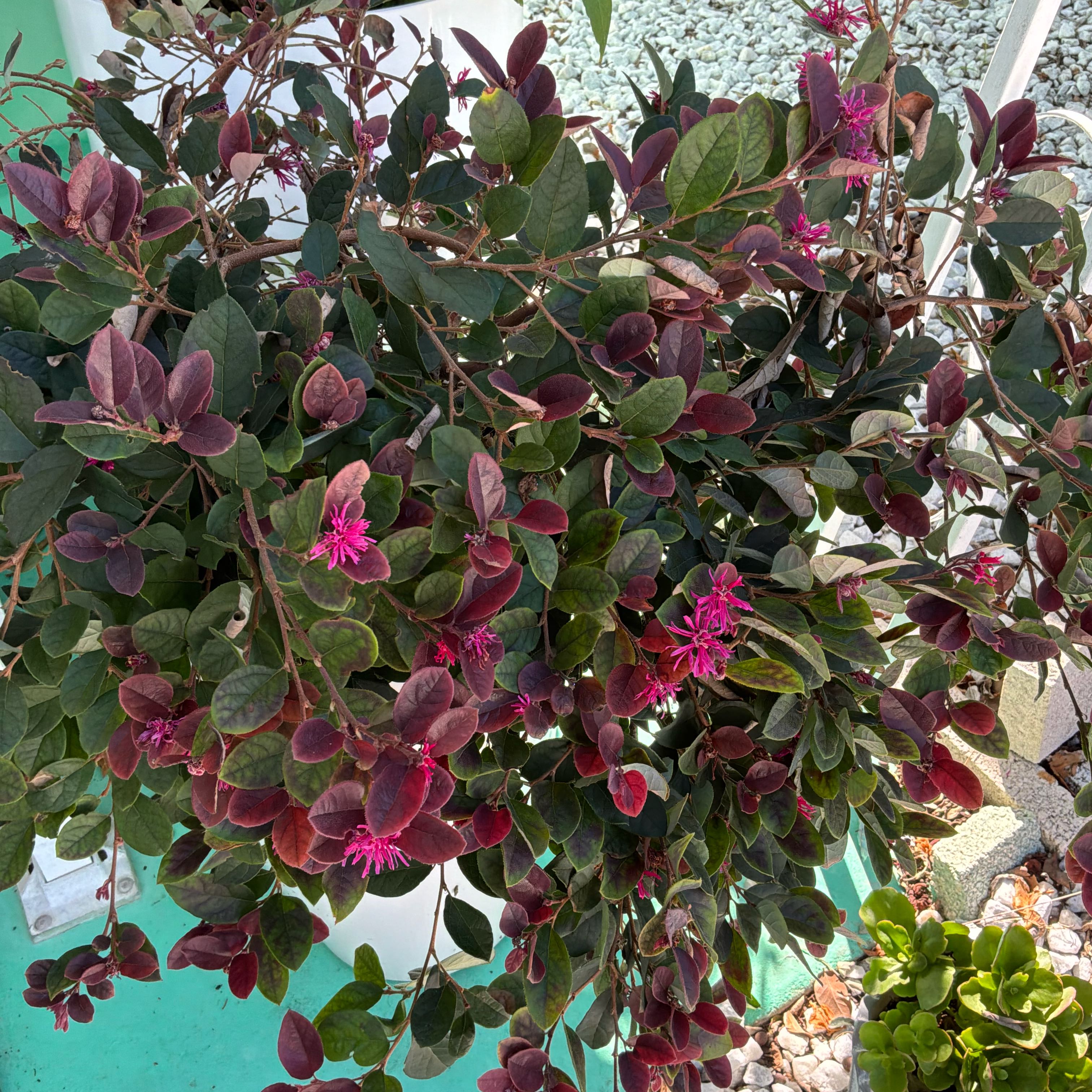 Photo of the plant species Chinese Fringe Flower by @SanguineSalsa10 named Sherlock on Greg, the plant care app