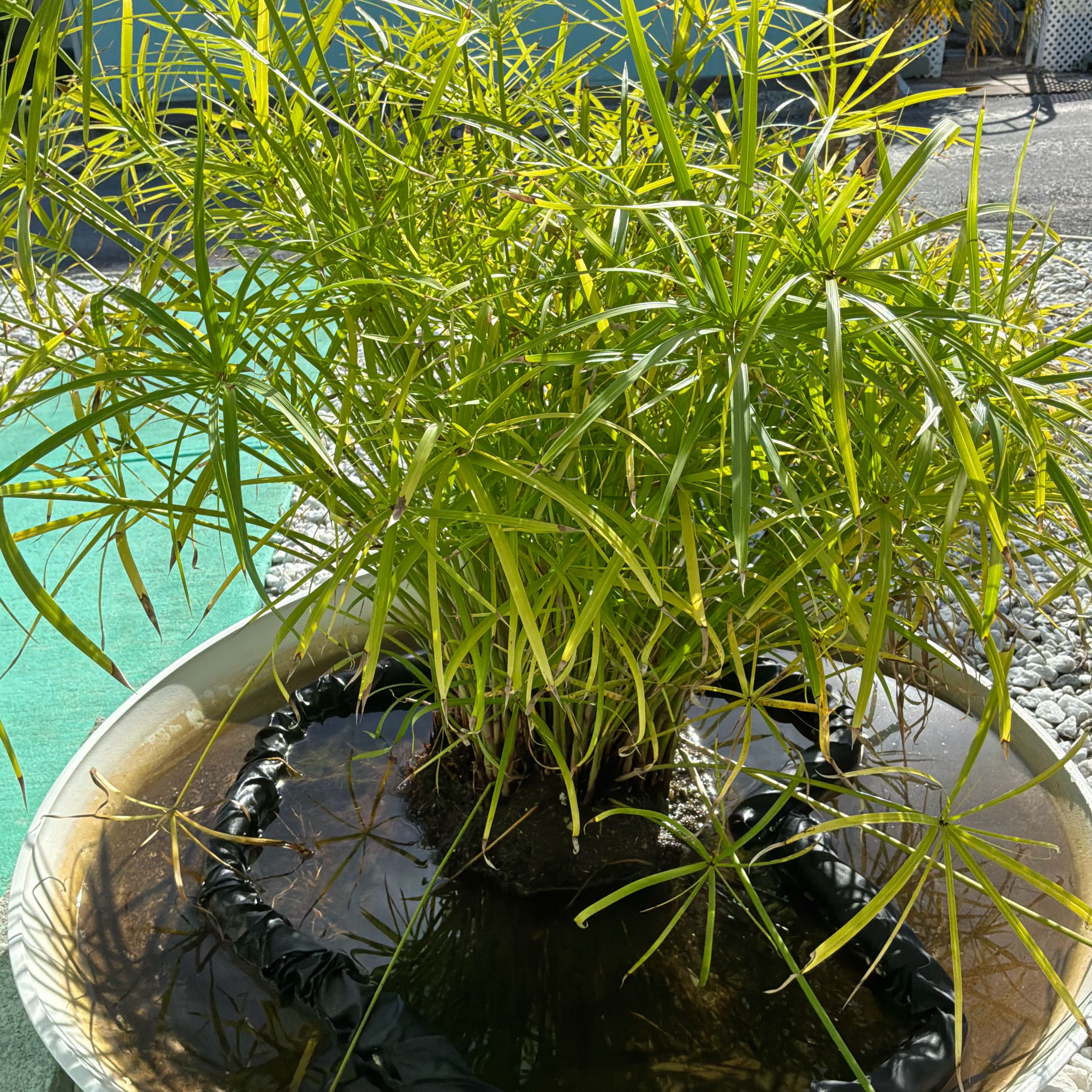 Photo of the plant species Umbrella Papyrus by @SanguineSalsa10 named Sol on Greg, the plant care app