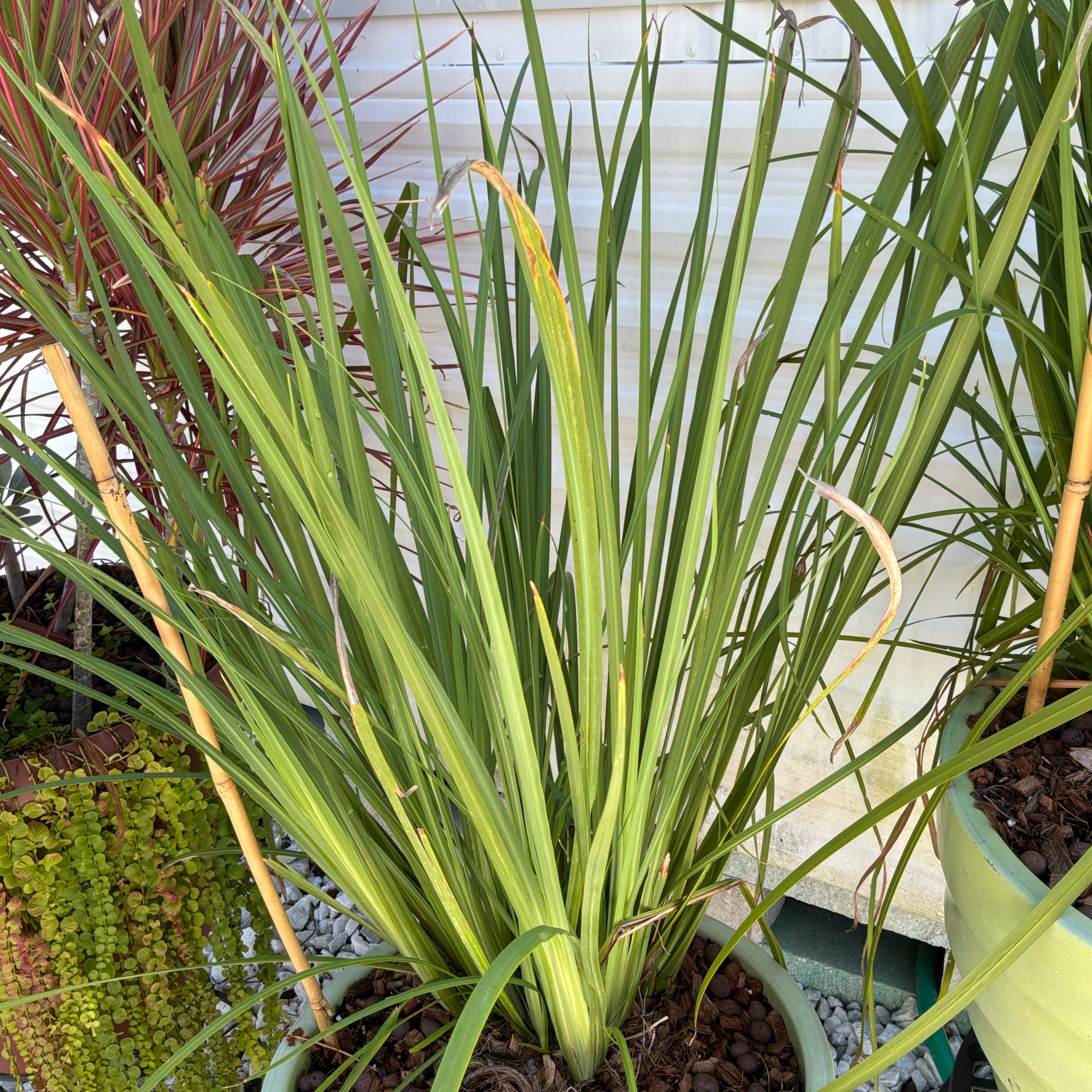 Photo of the plant species Yellow Daylily by @SanguineSalsa10 named Cleopatra on Greg, the plant care app