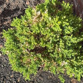 Photo of the plant species Ashe Juniper by @RealChosmo52 named Luna on Greg, the plant care app