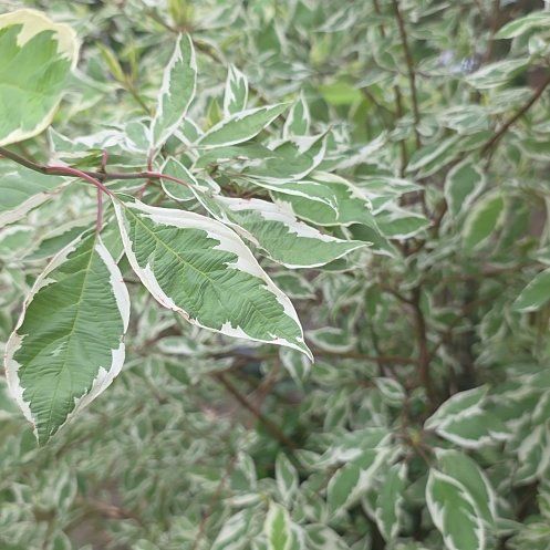 Photo of the plant species Cornus Alba by @GloriousJade named Homer on Greg, the plant care app
