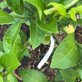 Photo of the plant species Japanese Spindle by @ClassyPinkball5 named Keanu Leaves on Greg, the plant care app