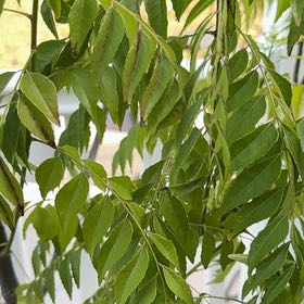 Photo of the plant species Curry Tree by @ResoundingMum47 named Gobi on Greg, the plant care app