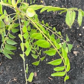 Photo of the plant species Curry Tree by @ResoundingMum47 named Diana on Greg, the plant care app