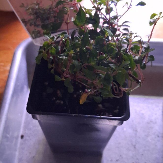 Photo of the plant species Fuschia Ballerina Arabesque by @GladPinoak86 named Kendall on Greg, the plant care app