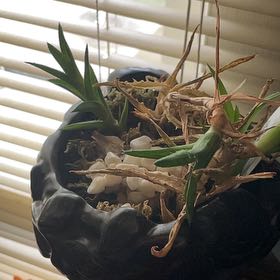 Photo of the plant species Hottentot Fig by @ZingBaybean97 named Wall-E on Greg, the plant care app