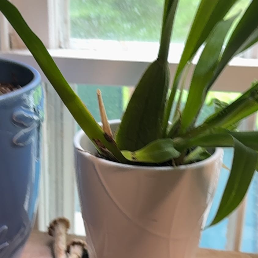 Photo of the plant species Cockleshell Orchid by @ZingyRedtree86 named Plato on Greg, the plant care app