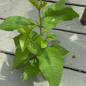 Photo of the plant species Bird Cherry by @ZingyRedtree86 named Rosa on Greg, the plant care app