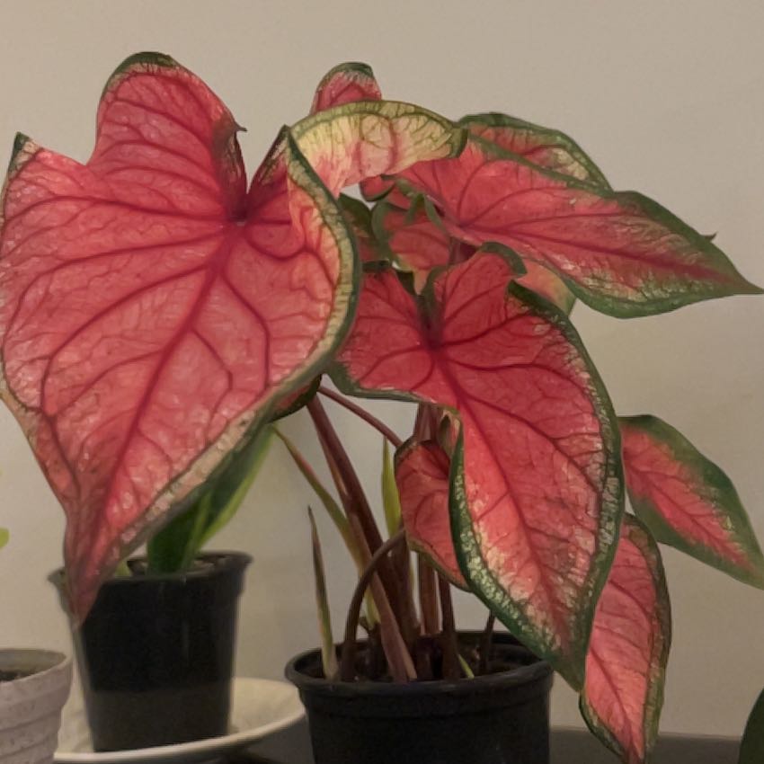 Photo of the plant species Caladium 'Puppy Love' by @Lainiemitch_06 named Demi on Greg, the plant care app