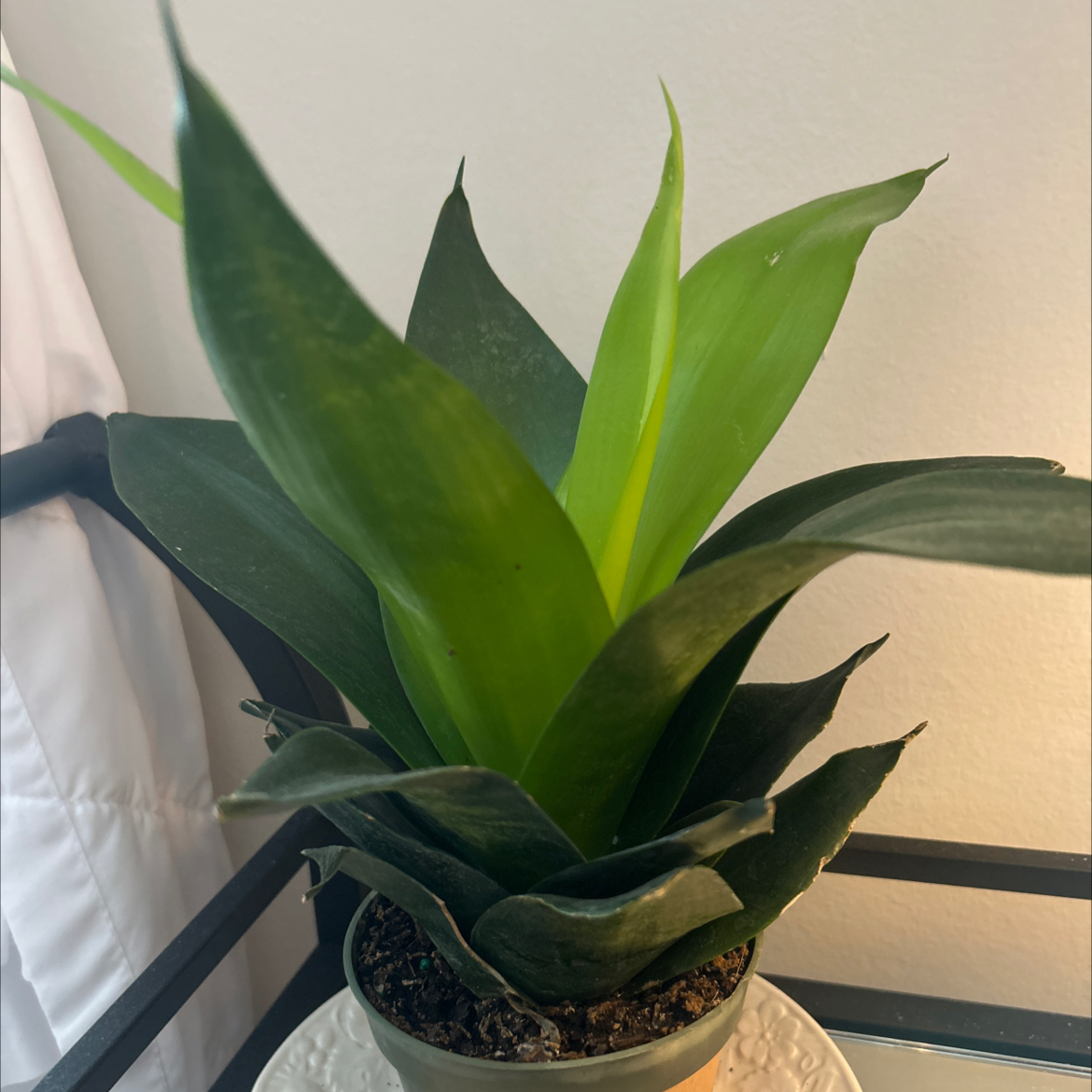 Photo of the plant species Sansevieria Black Dragon by @Lainiemitch_06 named Drake on Greg, the plant care app
