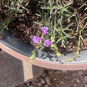 Photo of the plant species Penstemon 'Margarita BOP' by @BigCliffmaids56 named Penstemon Margarita Bop on Greg, the plant care app