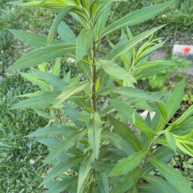 Photo of the plant species Rough Canada Goldenrod by @GrandAnchistea named Pax on Greg, the plant care app