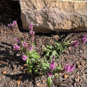 Photo of the plant species Meadow Sage by @GrandAnchistea named Remington on Greg, the plant care app