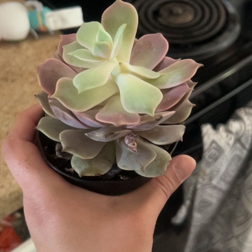 Photo of the plant species Echeveria 'Pink Diamond' by @HeadYuzutree74 named Marilyn on Greg, the plant care app