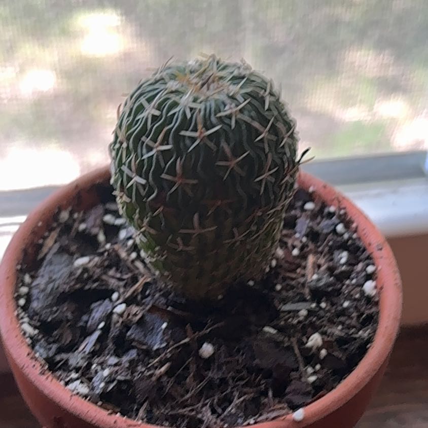 Photo of the plant species Brain Cactus by @ZealousTitoki73 named Jeffery on Greg, the plant care app
