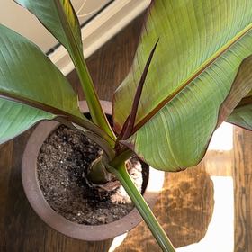 Photo of the plant species False Banana by @SirFrogfruit75 named Sahara on Greg, the plant care app