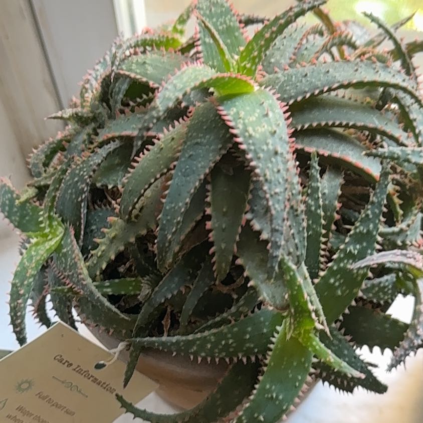Photo of the plant species Aloe divaricata subsp. divaricata by @SirFrogfruit75 named McKinley on Greg, the plant care app