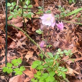 Photo of the plant species Aquilegia Vulgaris by @IconSpinach19 named Huckleberry Fern on Greg, the plant care app