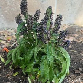 Photo of the plant species Garden Speedwell by @SirGuayule41 named Mollie on Greg, the plant care app
