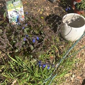 Photo of the plant species Sinaloan Blue Sage by @SirGuayule41 named Navajo on Greg, the plant care app