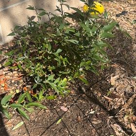 Photo of the plant species Butterfly Bush by @SirGuayule41 named Kobe on Greg, the plant care app