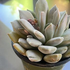 Photo of the plant species Pachyphytum 'Margrit' by @FamedCorncob71 named Don’t die on Greg, the plant care app