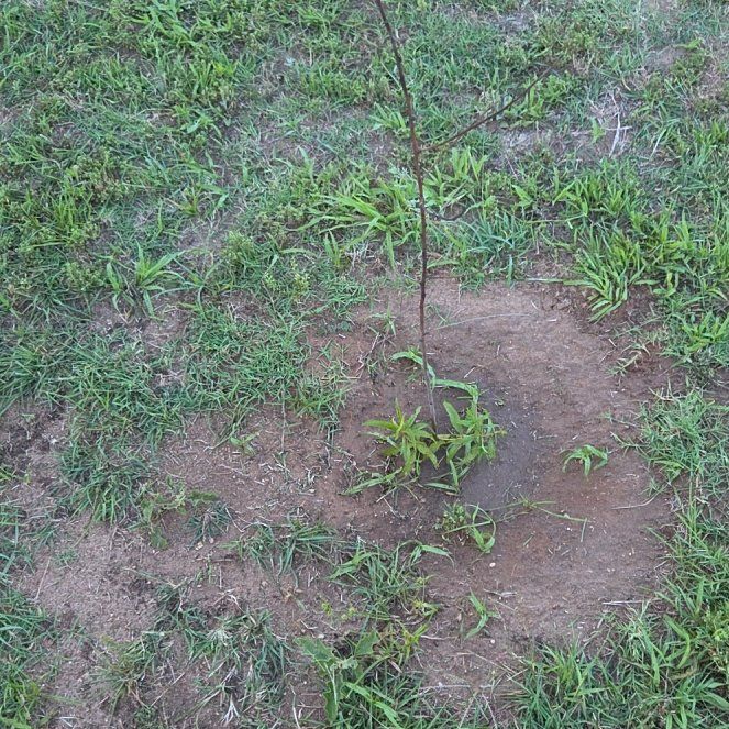Photo of the plant species Prunus Persica by @PoshAgboy87 named Gaga on Greg, the plant care app
