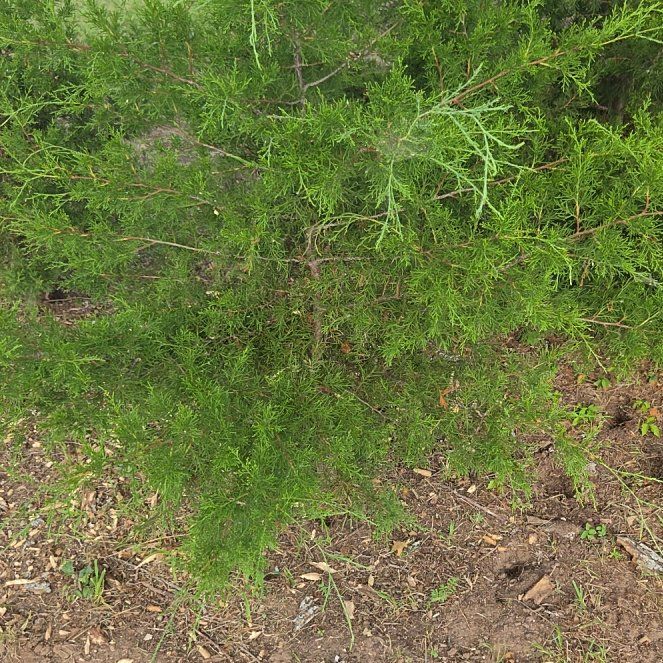 Photo of the plant species Ashe Juniper by @PoshAgboy87 named Hamilton on Greg, the plant care app