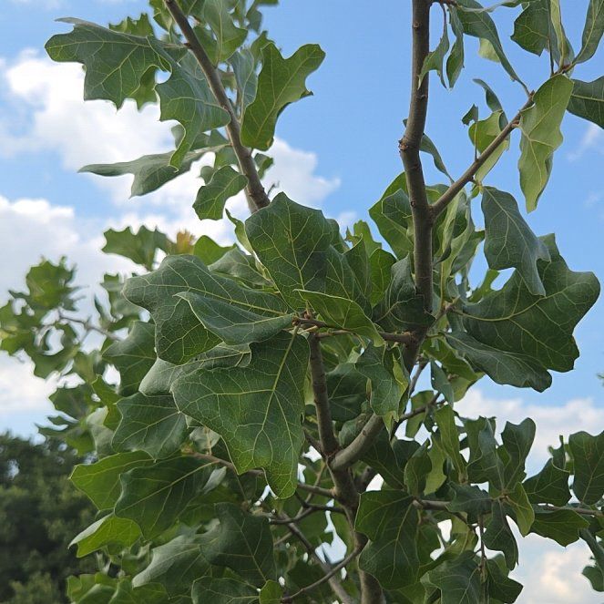 Photo of the plant species English Oak by @PoshAgboy87 named Naomi on Greg, the plant care app