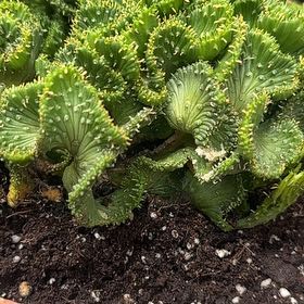 Photo of the plant species Medusa's Head by @DiscipleLichen named Osmo on Greg, the plant care app