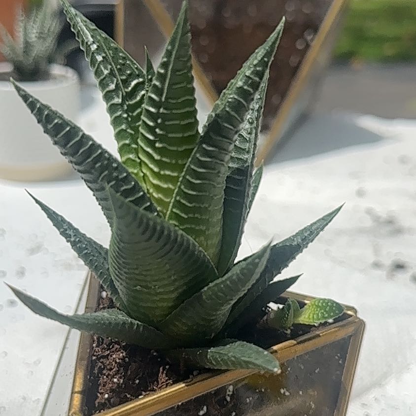 Photo of the plant species Kalanchoe 'Little Dragon' by @DiscipleLichen named Coco on Greg, the plant care app