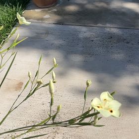 Photo of the plant species African Lily by @IdealWaxvine96 named Kendall on Greg, the plant care app