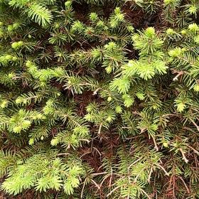 Photo of the plant species Sitka Spruce by @HelperBuroak named Peter Parker on Greg, the plant care app