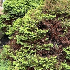 Photo of the plant species Black Spruce by @HelperBuroak named Orlando Bloom on Greg, the plant care app