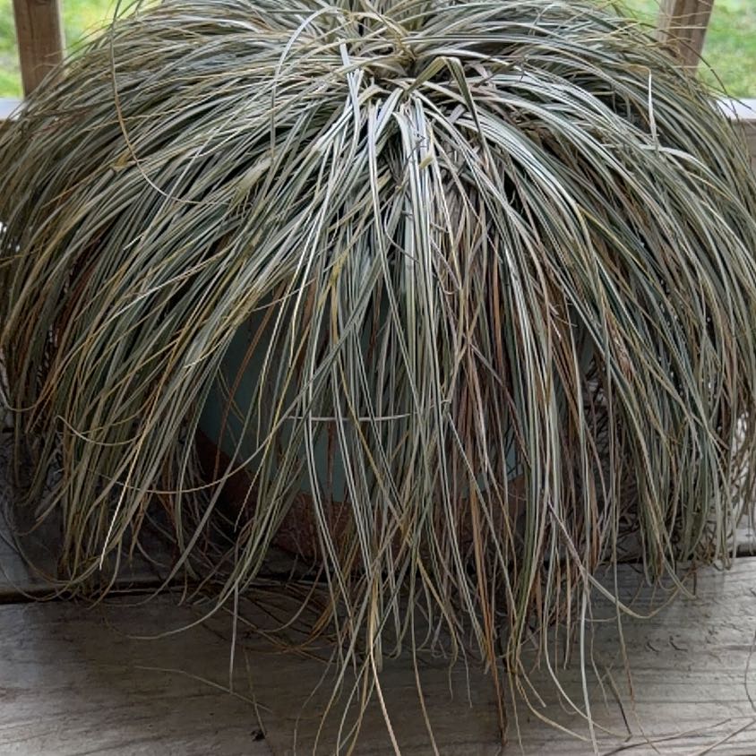 Photo of the plant species Carex by @EarnestSalsa89 named Girlie on Greg, the plant care app