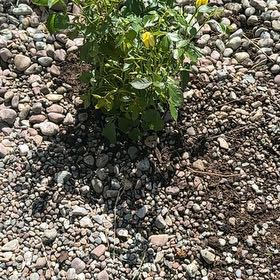 Photo of the plant species Sicklepod by @ClimbingOmnom35 named Tupot amaroot on Greg, the plant care app