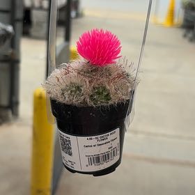 Photo of the plant species Powder Puff Cactus by @SuperbIvy39 named Daphne on Greg, the plant care app