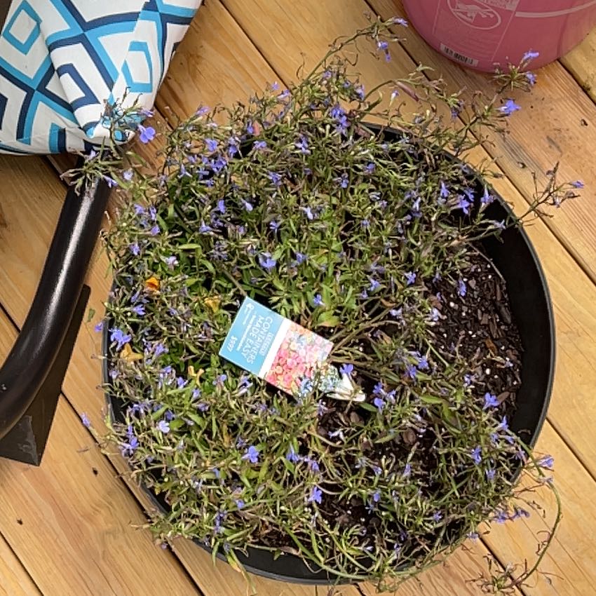 Photo of the plant species Edging Lobelia by @YesKale33 named Einstein on Greg, the plant care app