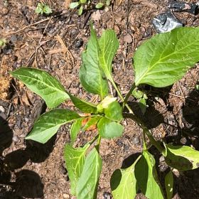 Photo of the plant species Apple of Peru by @YesKale33 named Messi on Greg, the plant care app
