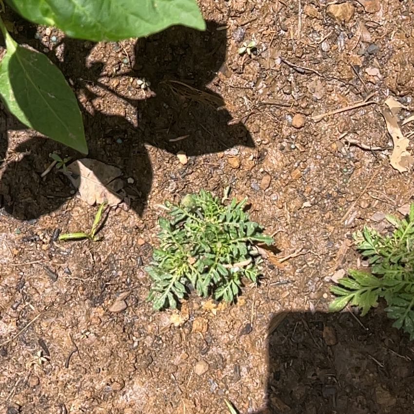 Photo of the plant species Herb Sophia by @YesKale33 named Athena on Greg, the plant care app
