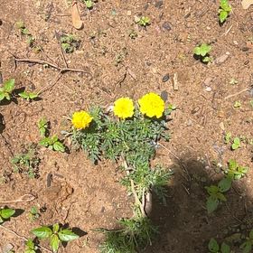 Photo of the plant species Crown Daisy by @YesKale33 named da Vinci on Greg, the plant care app