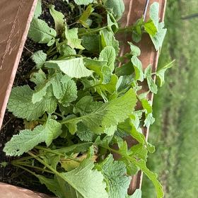 Photo of the plant species Garlic Mustard by @YesKale33 named McKinley on Greg, the plant care app